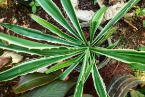Agaves