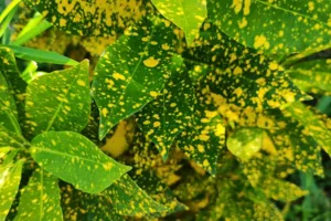 Croton