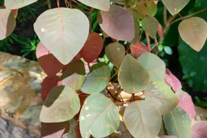 Tropical Smokebush