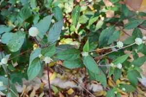 Brazilian Joyweed