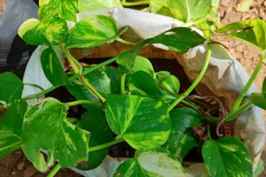 Pothos