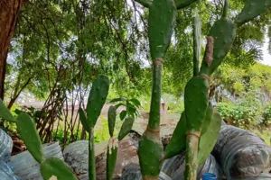 Cactus