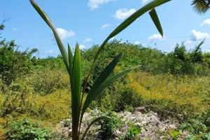 Coconut Palms