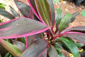 Cordyline