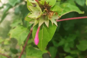 Mirabilis