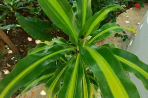 Dracena