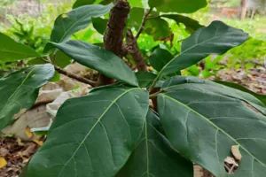 Giant Fig