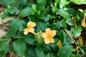 Firecracker Flower