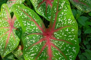 Caladium