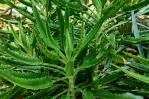 Alligator Plant