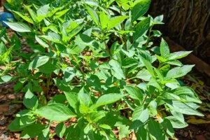Thai Basil