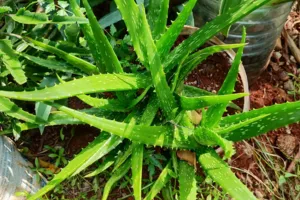 Aloe Vera