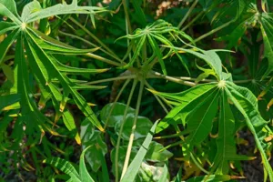Coral Plant